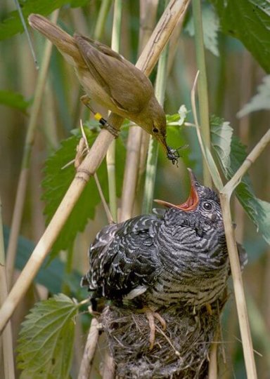 Một con chim cúc cu non được nuôi trong tổ loài chim khác. Nguồn: Wikipedia